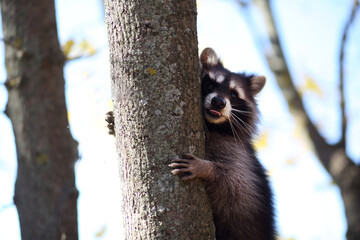 raccoon in the autumn forest © oksnemova
