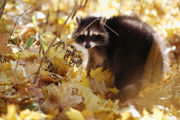 raccoon in the autumn forest