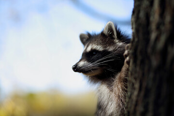 raccoon in the autumn forest