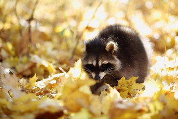 raccoon in the autumn forest