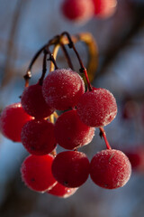 Frost on viburnum berries