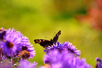 Red admiral, German butterfly on aster flower