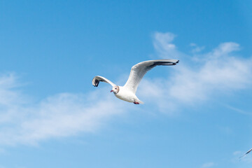 Nice view on Seagull flying diagonally through vivid blue sky with clouds.