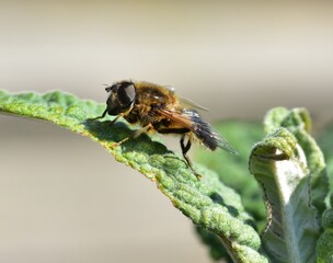 Sunbathing Dronefly