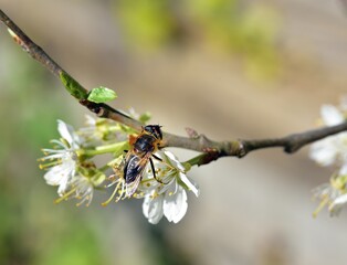 Sunbathing Dronefly