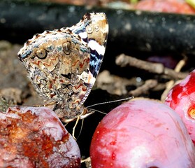 Fototapeta premium Red Admiral feeding on autumn fruit