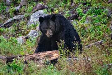 Black bear sitting in rural landscape, Canada