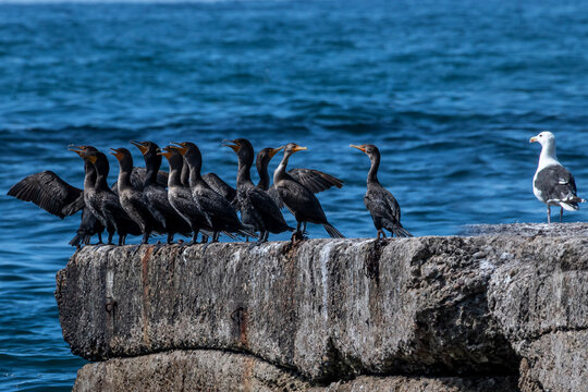 Seagull standing next to a row of cormorants on a coastal rock, Canada