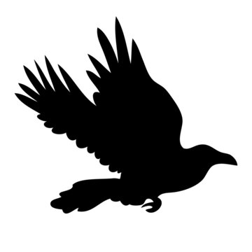Realistic raven vector silhouette for icon. Hand drawn style