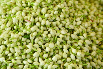 Fresh jasmine flower buds.