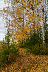 landscape with autumn forest and yellow birches 