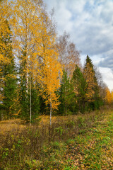 landscape with autumn forest and yellow birches 