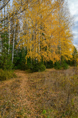landscape with autumn forest and yellow birches 