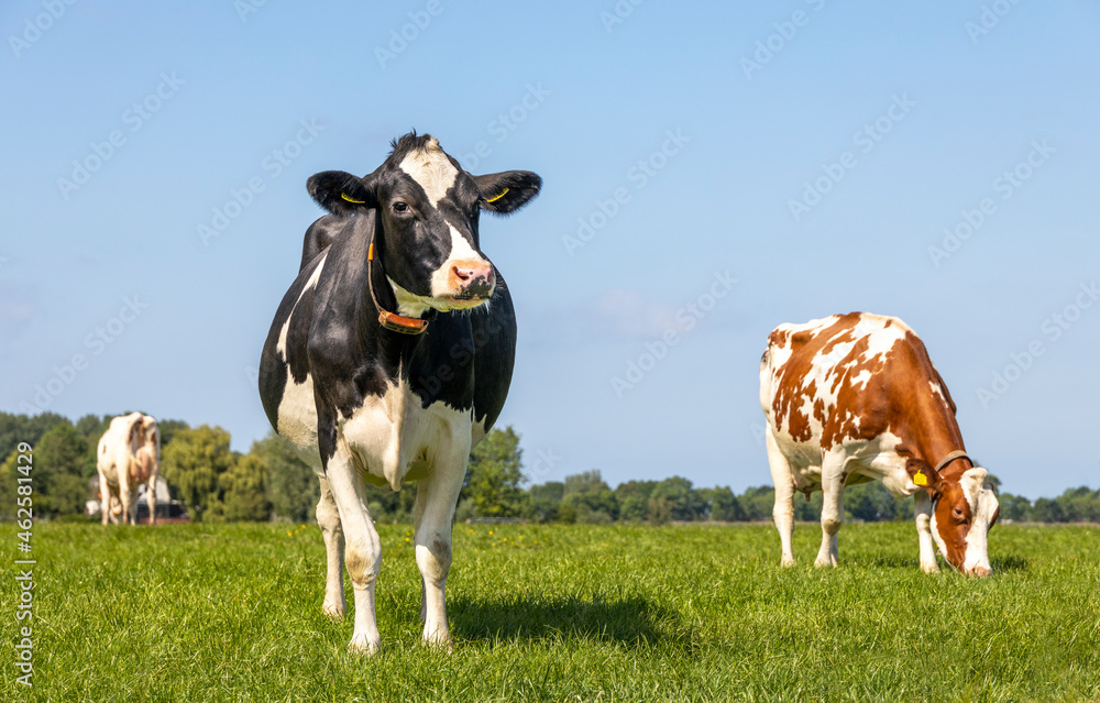 Wall mural cow in a field, black and white dreamy looking, blue sky, more cows in the background, horizon over 