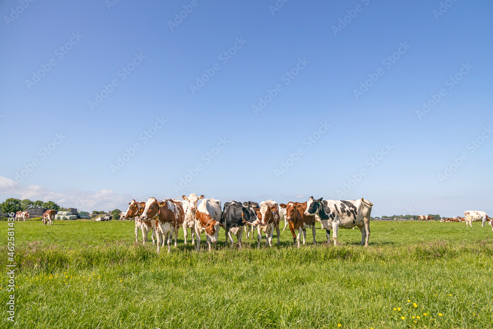 Sticker Group cows standing together in a green field, panoramic wide view