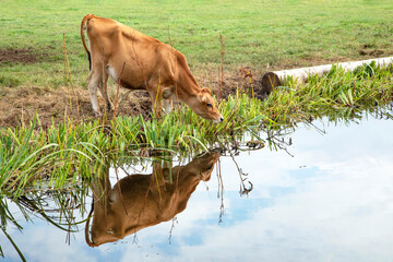 Jersey cow drinking water on the bank of a creek, reflection in the water of the pond