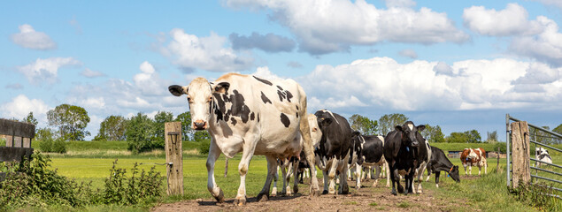 Cows in a row on a path, herd of black and white, with clouds in the sky as background, passing a...