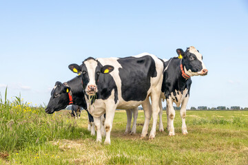 Group cows, standing happy grazing in a green field, a blue sky and horizon over land