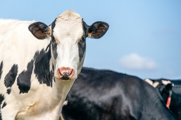 Cow head,  black and white, head shy looking, pink nose, in front of a blue sky