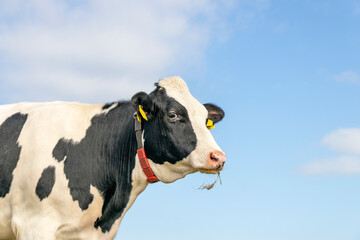 Cow head medium shot, looking frolic, looking friendly chewing blades of grass, black and white, and blue background with copy space