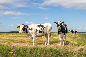Two cows, black and white, standing in a pasture under a blue sky and horizon over land.