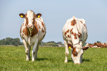 Two cows standing in a pasture under a blue sky and a straight horizon.