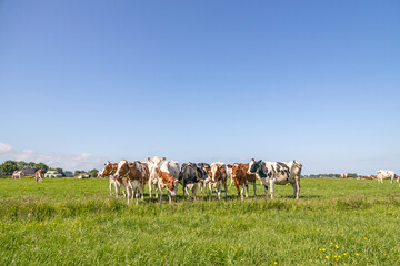 Group cows standing together in a green field, panoramic wide view