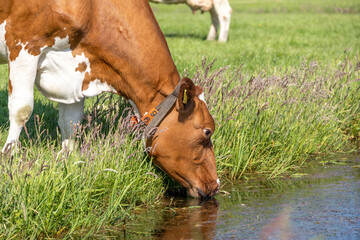 Cow drinking, head down, water on the bank of the creek a rustic country scene