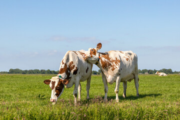 Fototapeta na wymiar Cuddling cows tender love, red and white portrait, lovingly together, playfully hugging in a field, pale blue sky