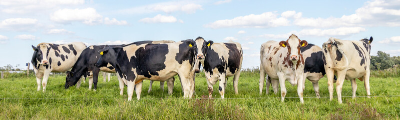Cows grazing in a meadow, group together, a panoramic wide view