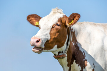 Mooing cow, mouth open, head of a red and white, showing  gums while chewing or wailing