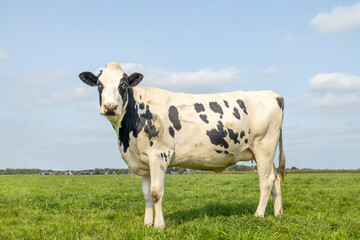 Cow black and white, standing on green grass in summer in a pasture, and a blue sky.