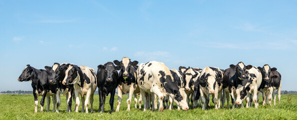 Group of cows together in a field, happy and joyful and a blue sky, a panoramic wide view