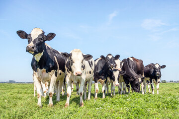 Playful cows together in a group, bunch of heifer, in a green field blue sky