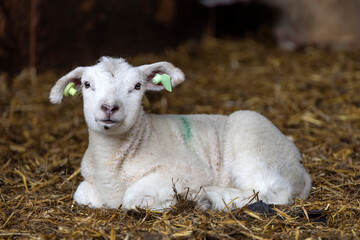 ILittle adorable lamb, looking friendly,  laying on straw in a barn, yellow ear tag