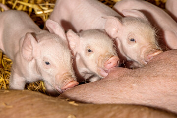Cute piglets drinking from mother pig's teat, teat in mouth and suckle