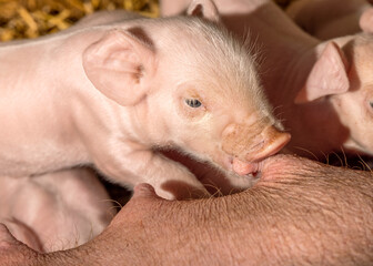 Tiny piglet drinking from mother pig's teat, mouth and snout suckling