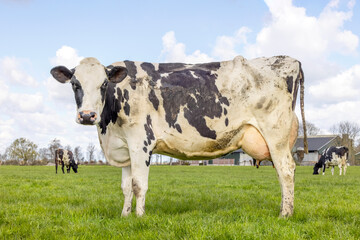 Dairy cow, standing on green grass in a field, at the background a farm a few cows, a blue sky and white clouds