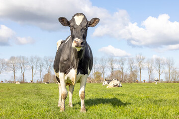 Cow black and white, standing on green grass in a meadow, pasture in the Netherlands, a blue sky.