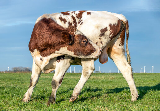 Bull licking balls, itching bullock, bending agile and flexible with a nose ring in a field and blue sky