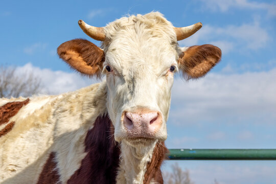 Cow head, close shot of a horned Montbeliarde cattle looking