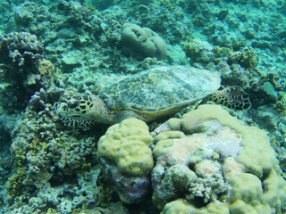 Resting Turtle