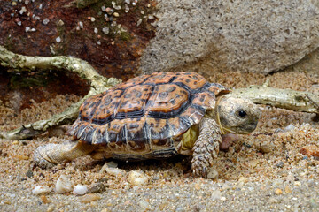 Speckled Cape Tortoise // Gesägte Flachschildkröte (Chersobius signatus / Homopus signatus) 