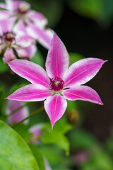 Naklejka premium close up of asian virginsbower (Clematis terniflora) flower