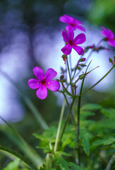 Fototapeta premium close up fo Herb robert (Geranium robertianum) a common species of cranesbill native to Europe