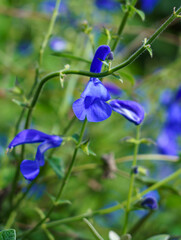 close up of a Cambridge blue Gentian Sage (Salvia patens) also known as the spreading sage