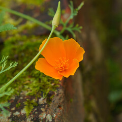 close up of a beautiful golden California poppy (Eschscholzia californica) 