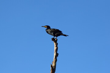 bird on a branch