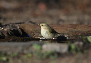 Morning common chiffchaff (Phylloscopus collybita) Close-up on bush branches in natural habitat in soft morning light. Bird in winter plumage