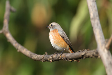 A common redstart female (Phoenicurus phoenicurus) sits on a black elderberry bush in the soft morning light. Close-up photo and easy identification of a bird in winter feather